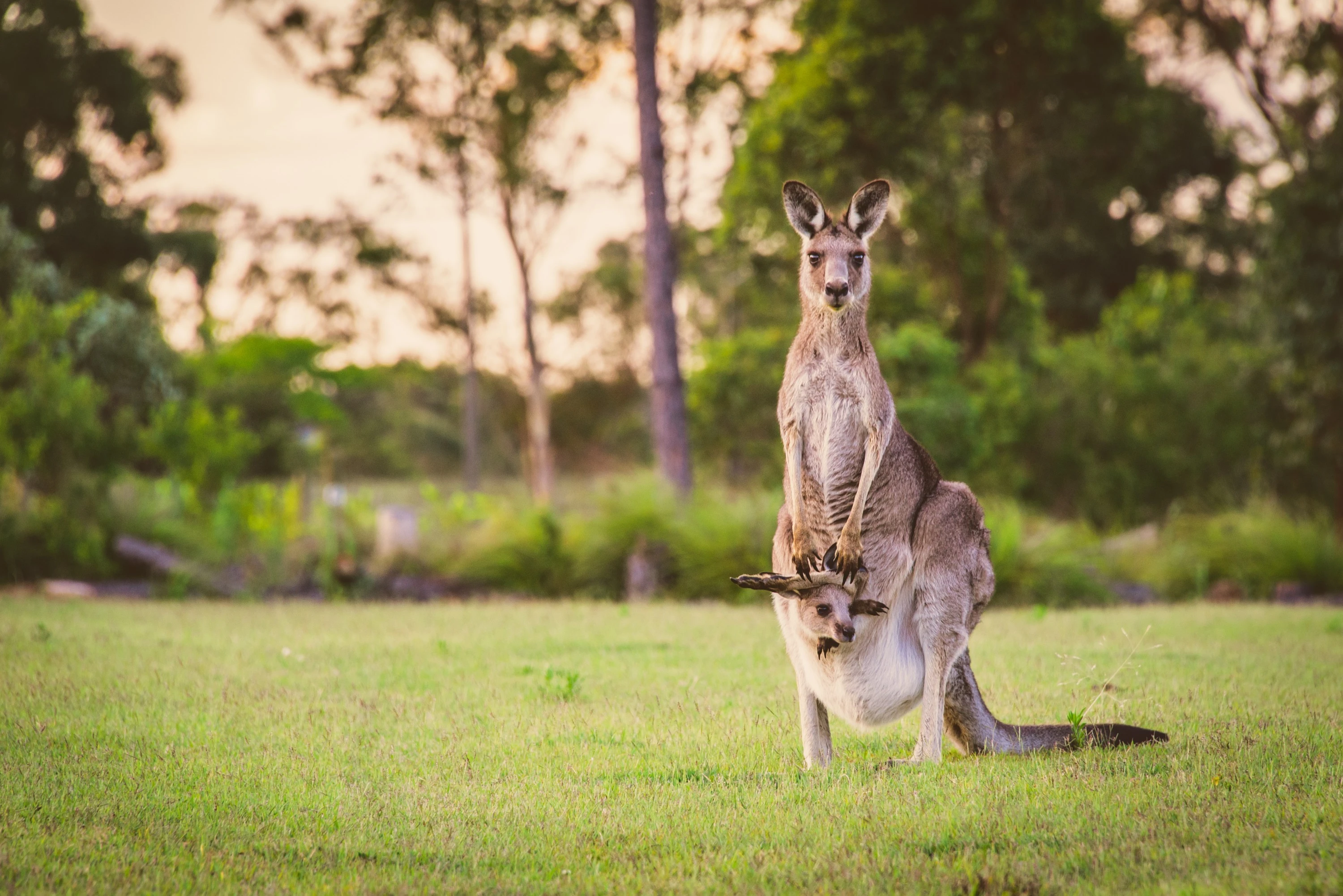 5 famous native Australian animals - and where to see them