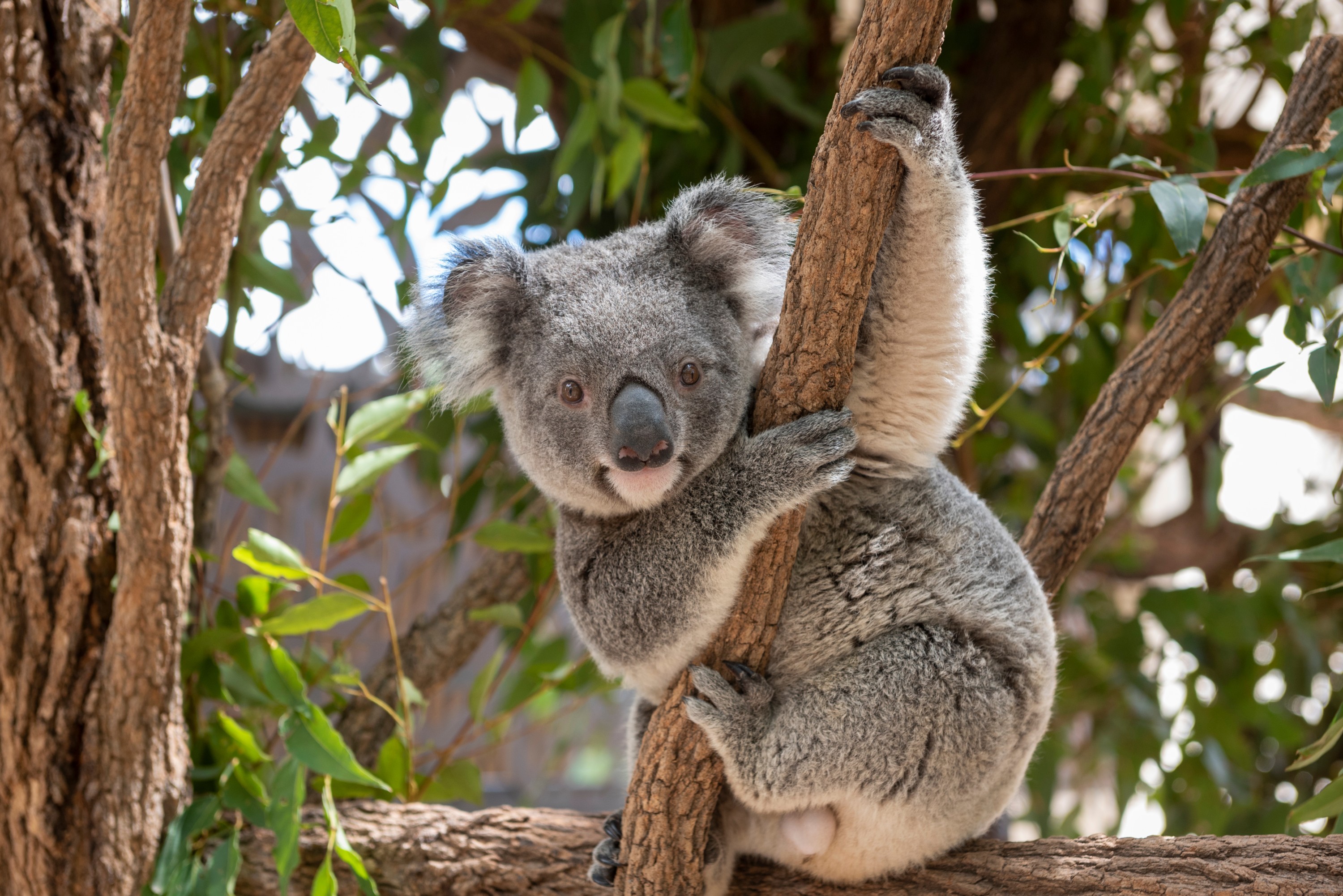 Are Australian drop bears real?