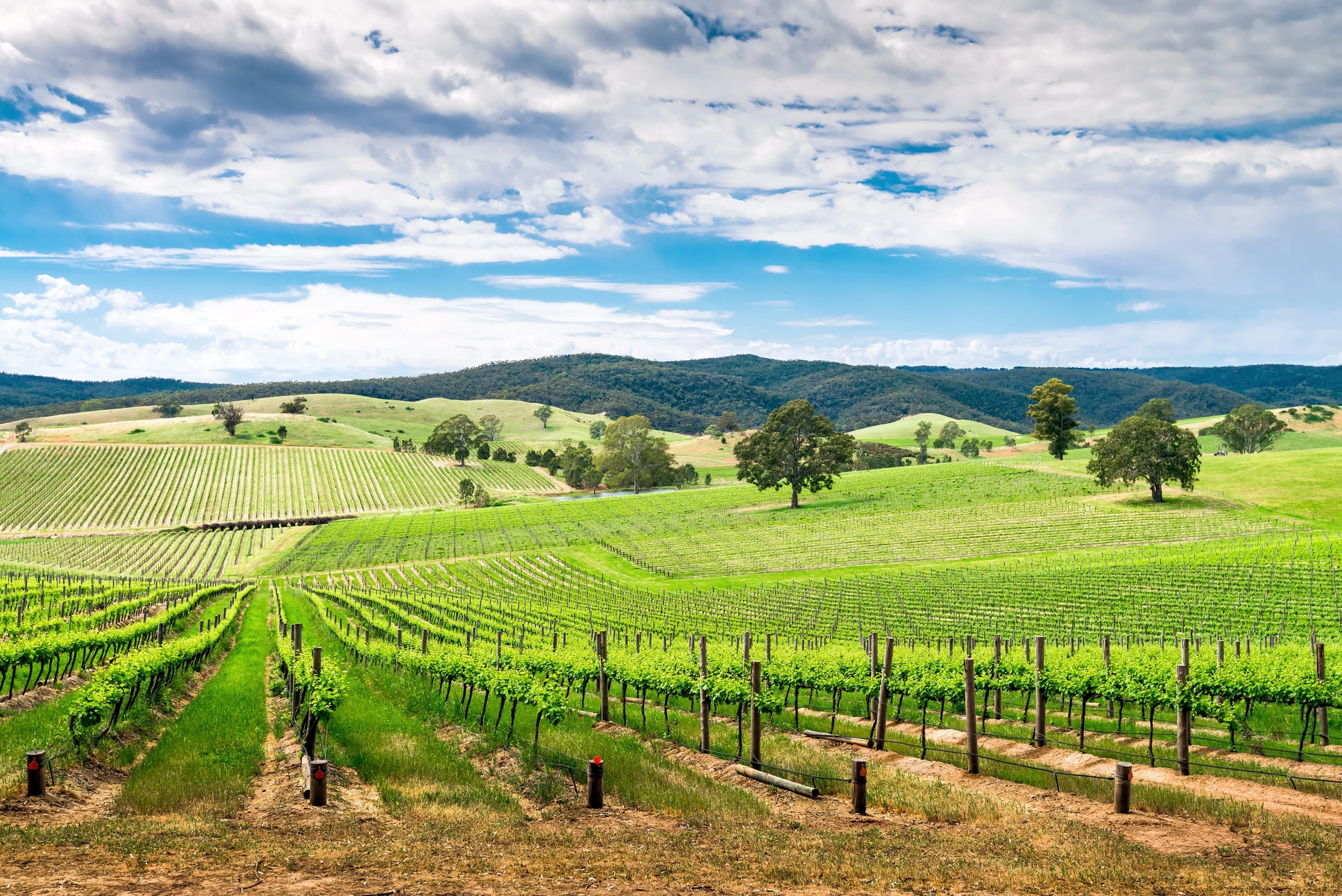 Discover the best Australian wines by region