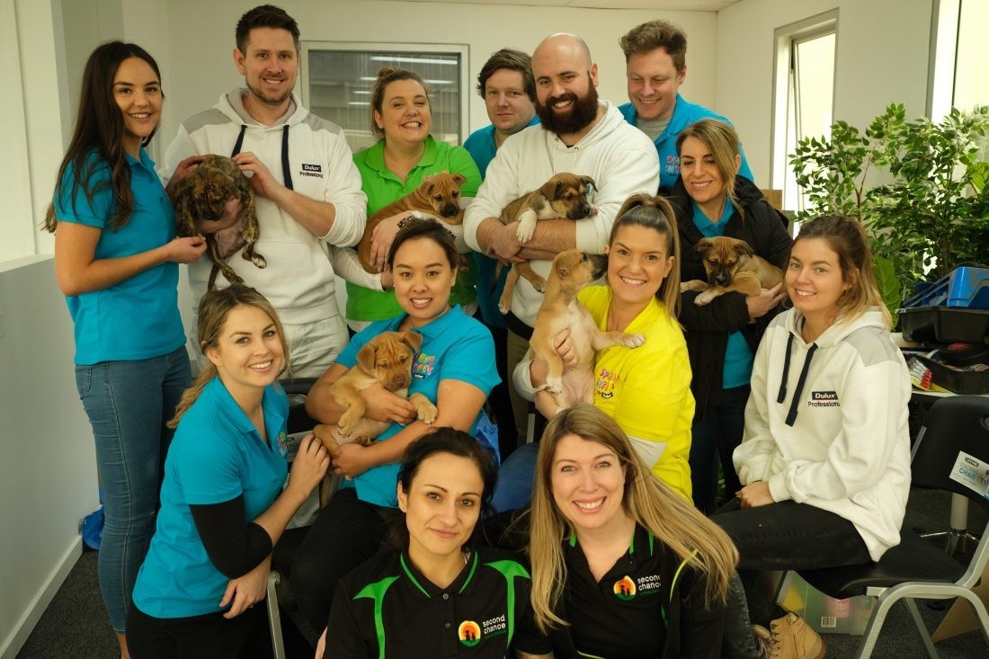 Where to adopt a cat or dog in Melbourne