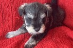 6 week old Mini Schnauzer
