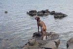 8 Month old Vizsla 19 kg