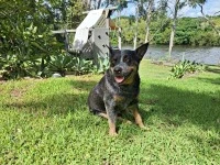 3 year old Blue Heeler