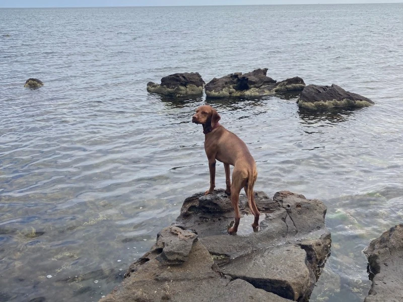 8 Month old Vizsla 19 kg