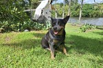 3 year old Blue Heeler