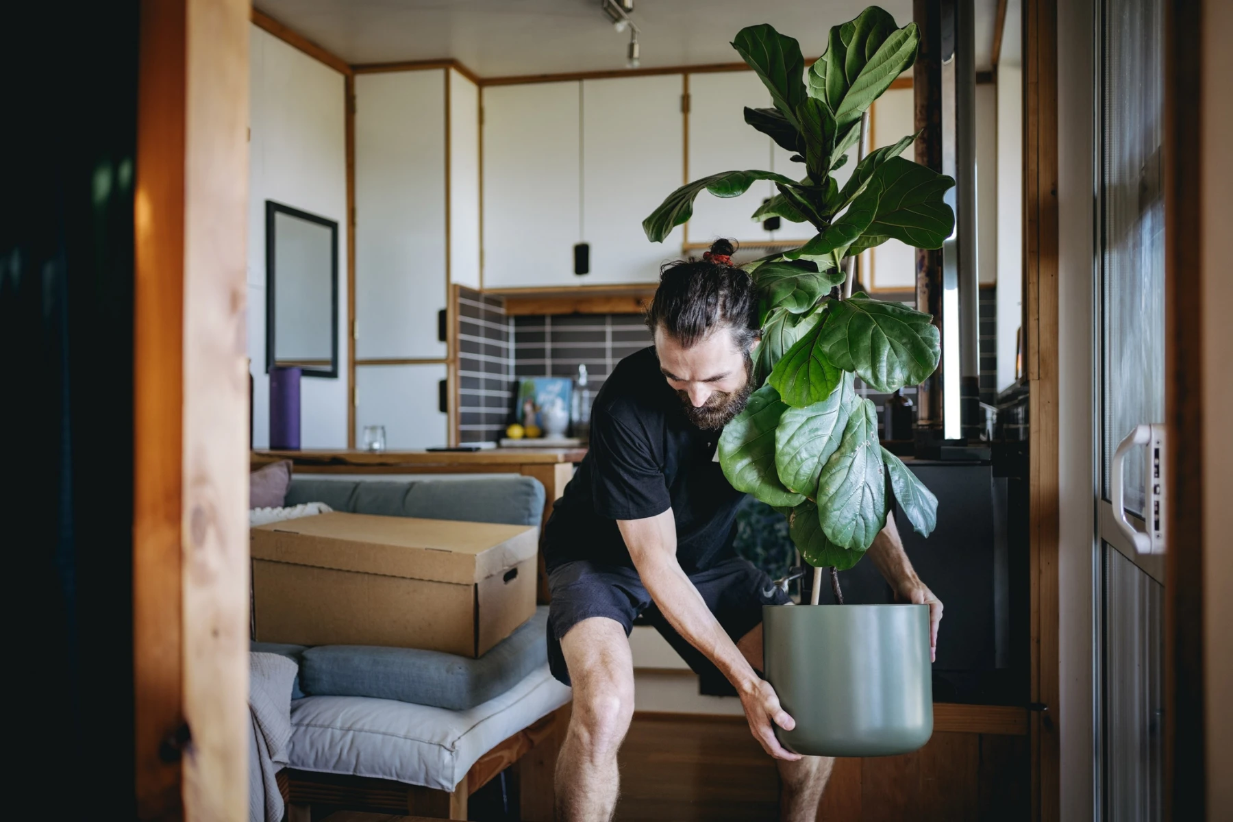 removalist carrying pot plant