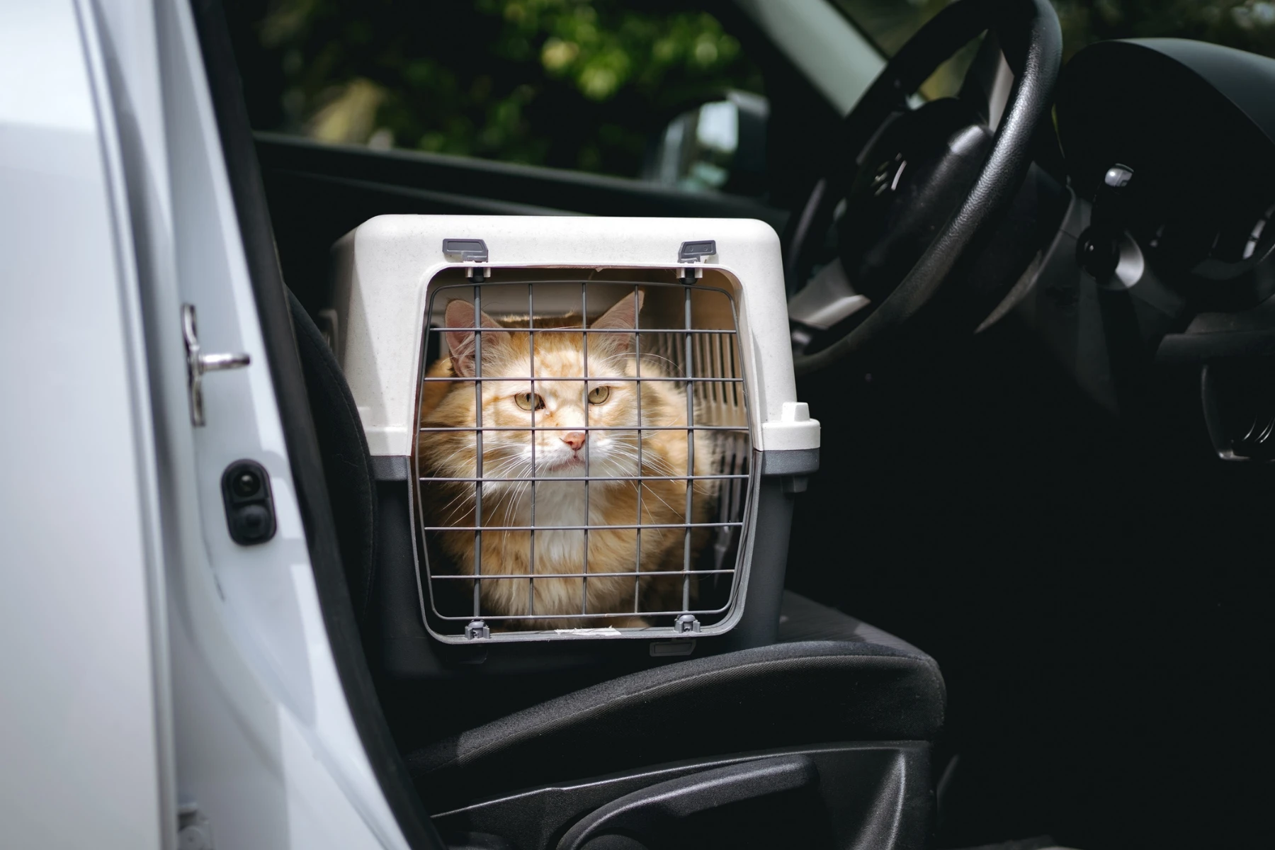 cat in cat box in the front seat of car