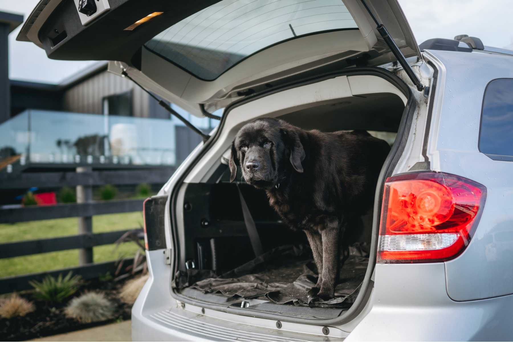 Family dog arriving at new house during move, helping pets settle after moving home