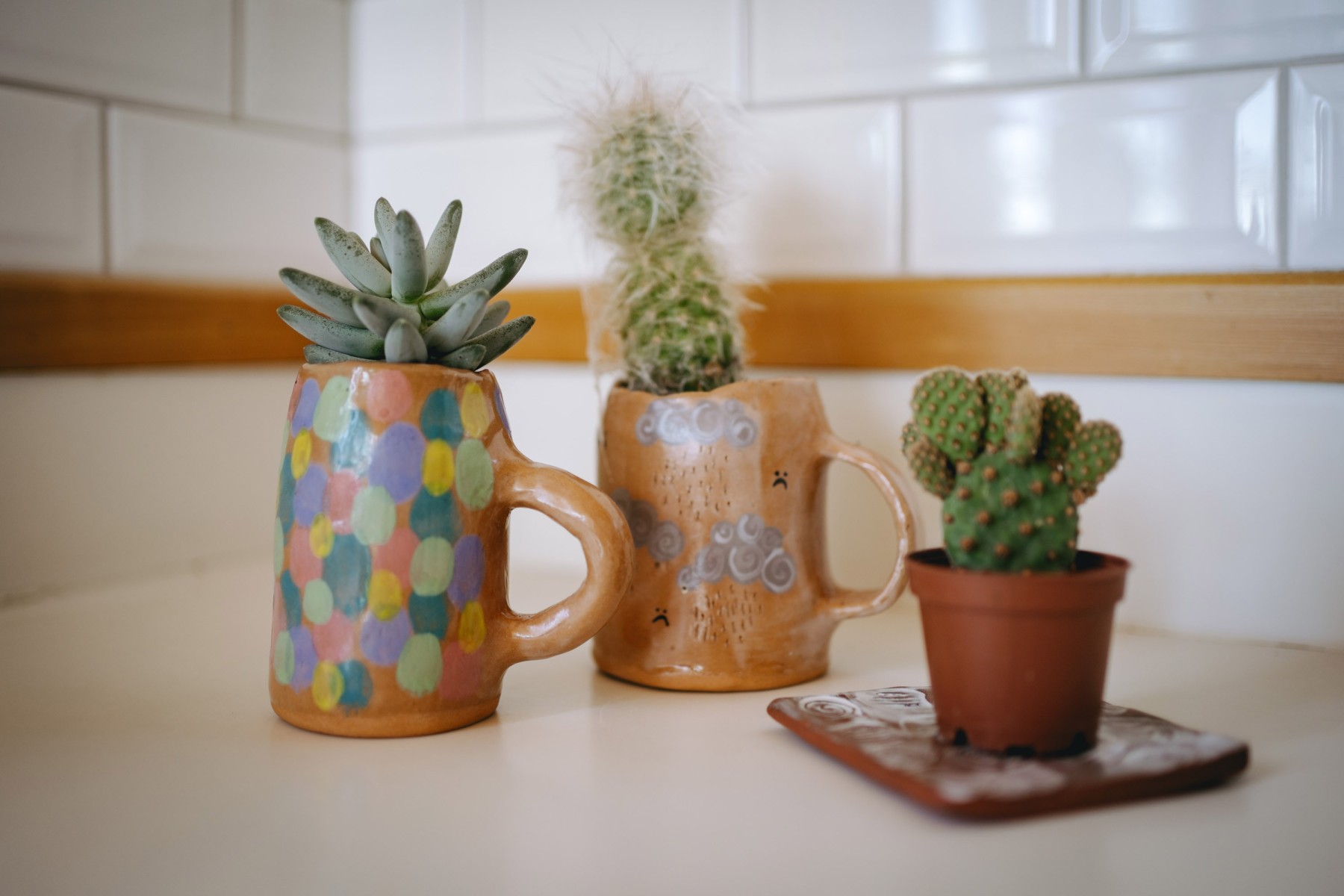 indoor cactus plants