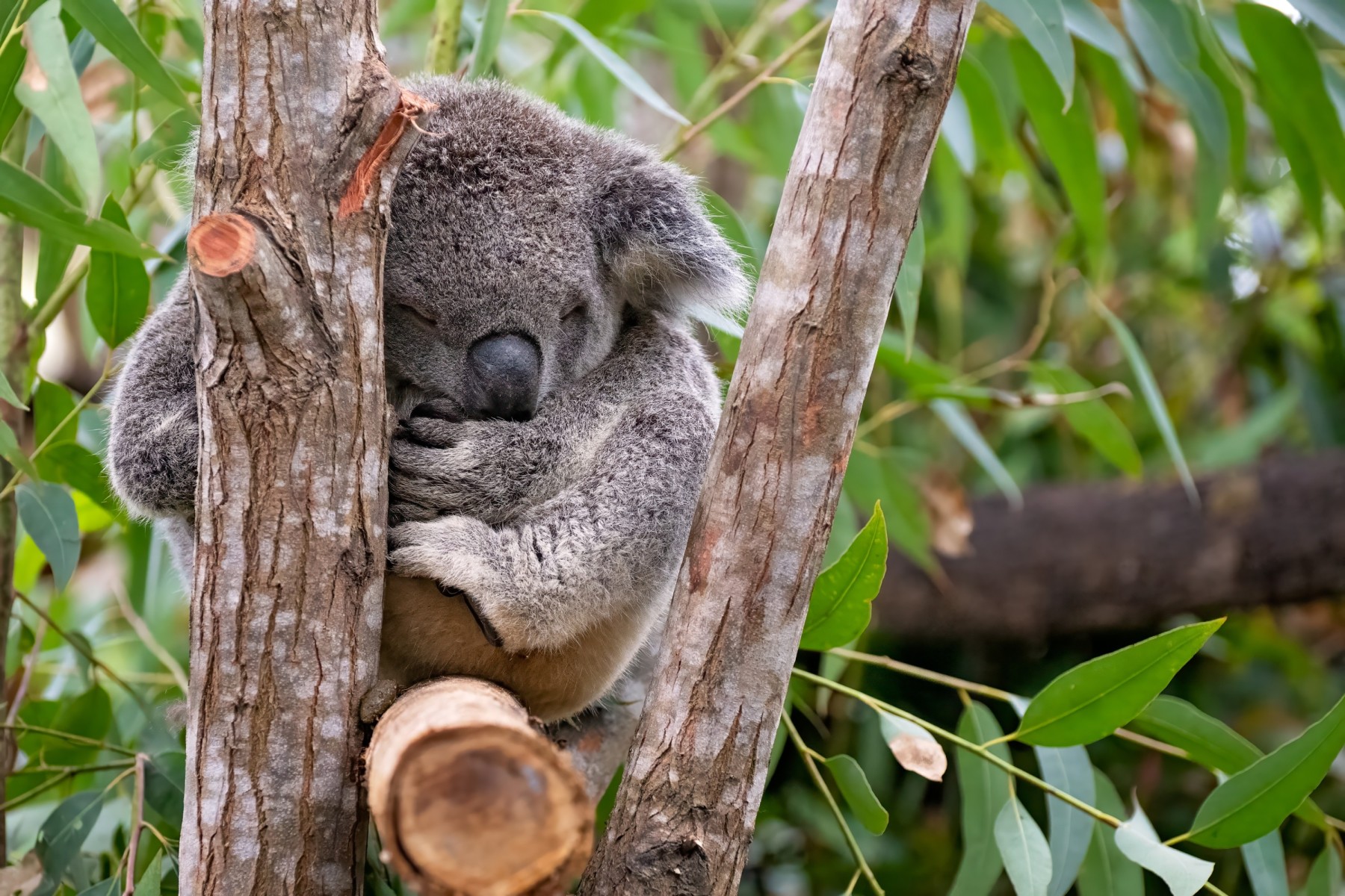 koala in a gum tree