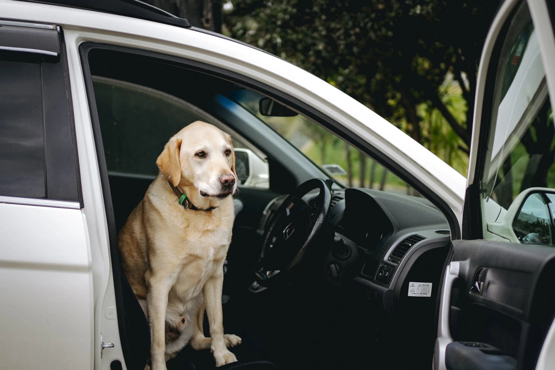 dog sitting in car.png